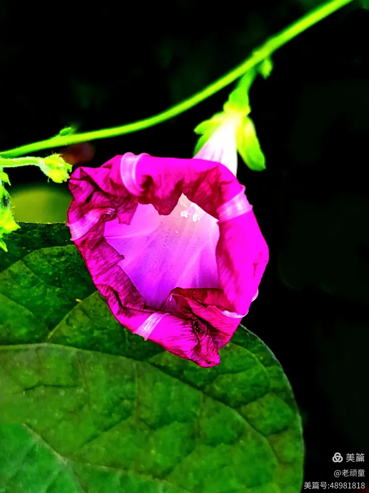 牵牛花的花苞浑身都是劲,生命力旺盛,一两天的功夫,它会迎着朝阳绽放
